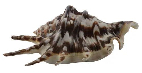 Natural Scorpion Conch Shell