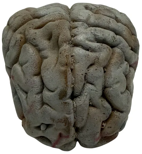 Human Brain Foam Model