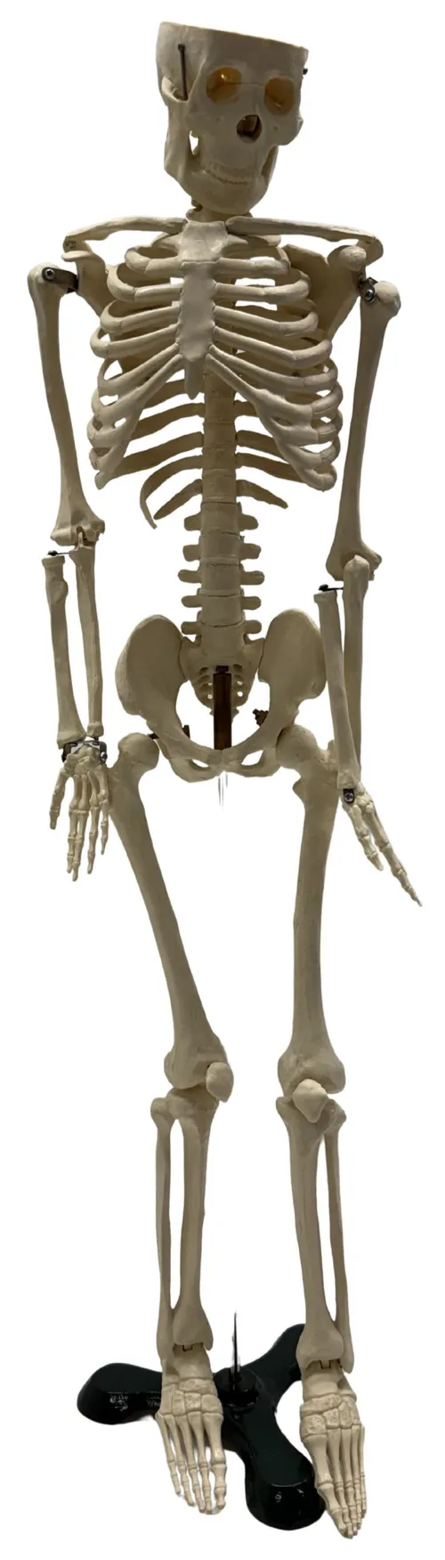 Human Skeleton Desktop Model