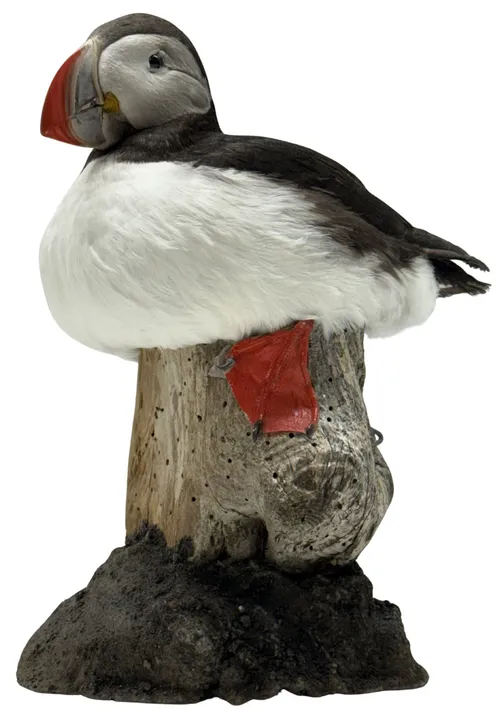 Taxidermy Puffin Bird On Log