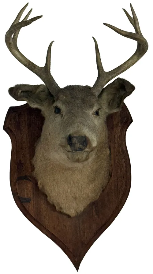 Taxidermy Wall Mount Deer Head
