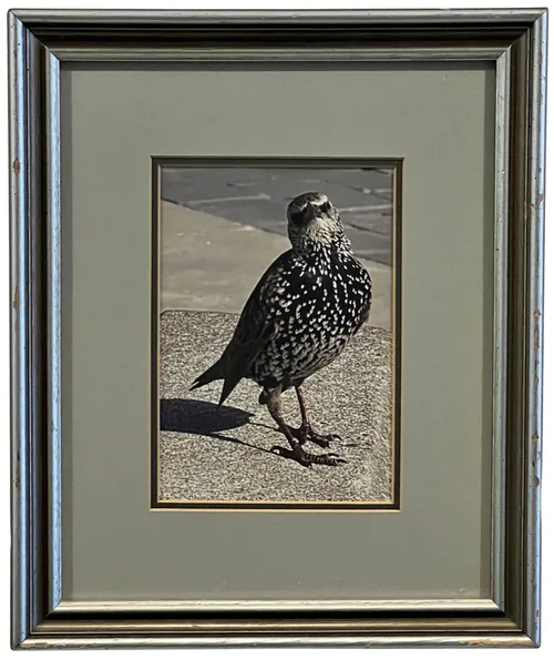 Street Starling In Silver Frame