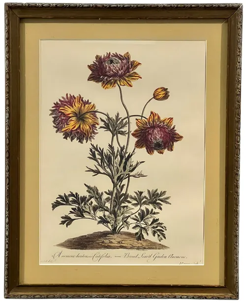 Botanical Illustration IV In Wood Frame