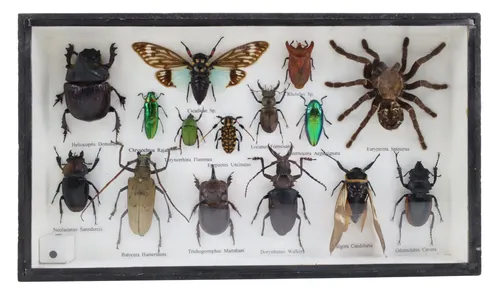 Black Shadowbox Containing Natural Insects & Spider