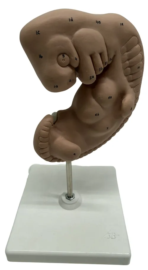 Human Embryo Model On White Base