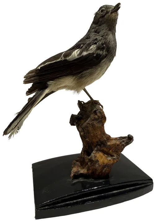 Taxidermy Northern Mockingbird On Wood Branch & Black Stand