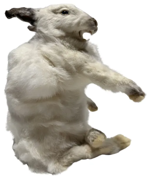 Soft Mount Taxidermy White Rabbit