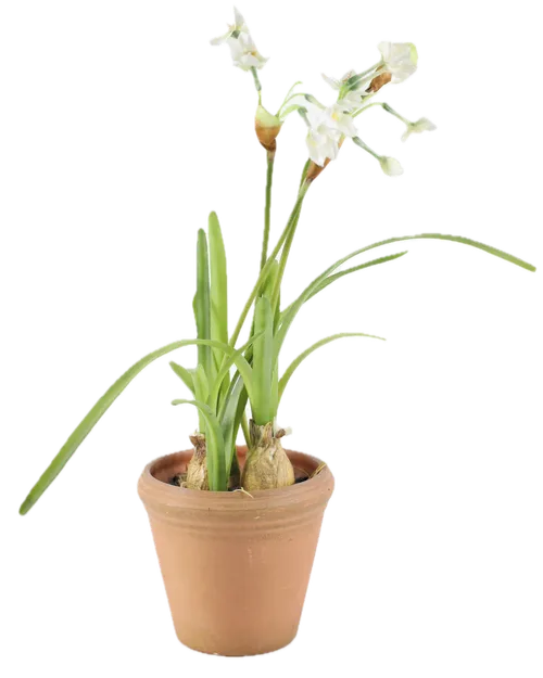 Artificial White Narcissus Dubious In Terra-cotta Pot