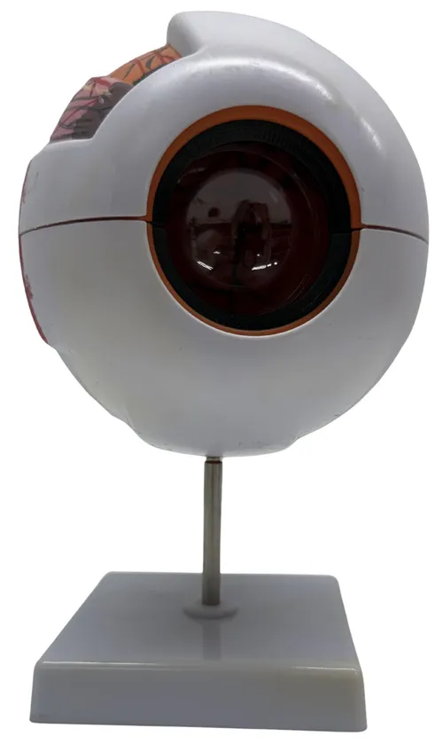 Medical Eyeball Optometry Model On White Stand