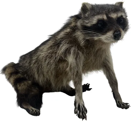 Taxidermy Standing Raccoon 