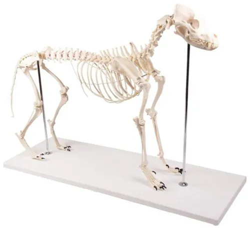 Dog Skeleton Model