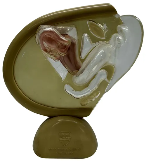 Human Female Reproductive System Model