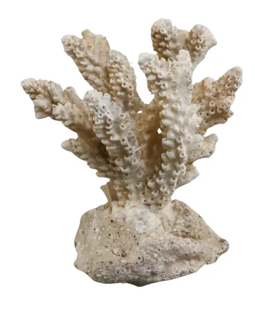 Beige Natural Sea Coral