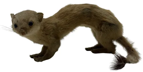 Taxidermy Standing Stoat