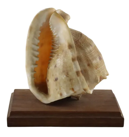 Sea Shell On Wood Base