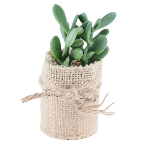 Artificial Mini Jade Plant In Burlap Pot