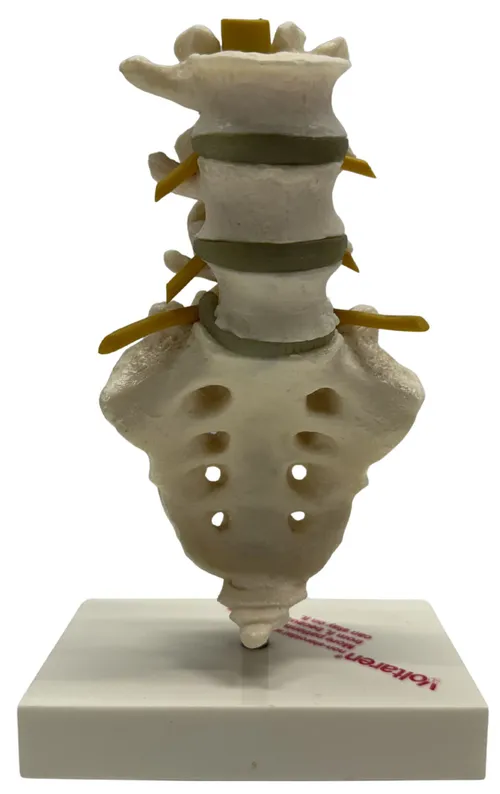 Anatomical Lumbar Spine Model