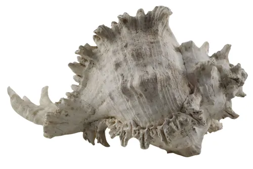 Natural Ramose Murex Shell