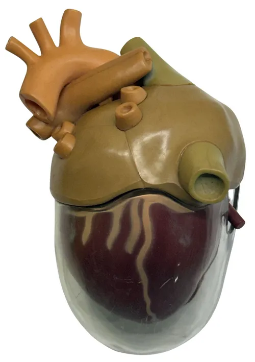 Human Heart Anatomy Medical Model