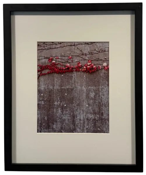 Red Autumn Ivy On Concrete Wall Photograph In Black Frame