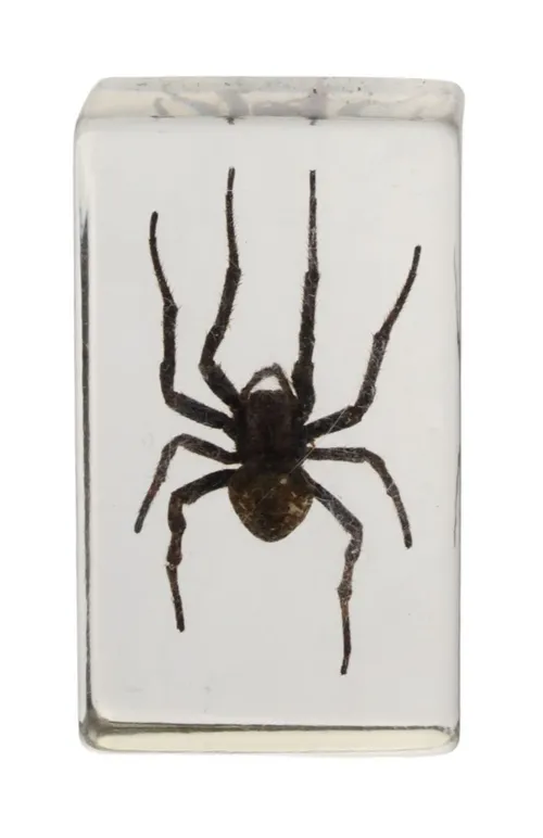 Preserved Spider In Clear Acrylic Block