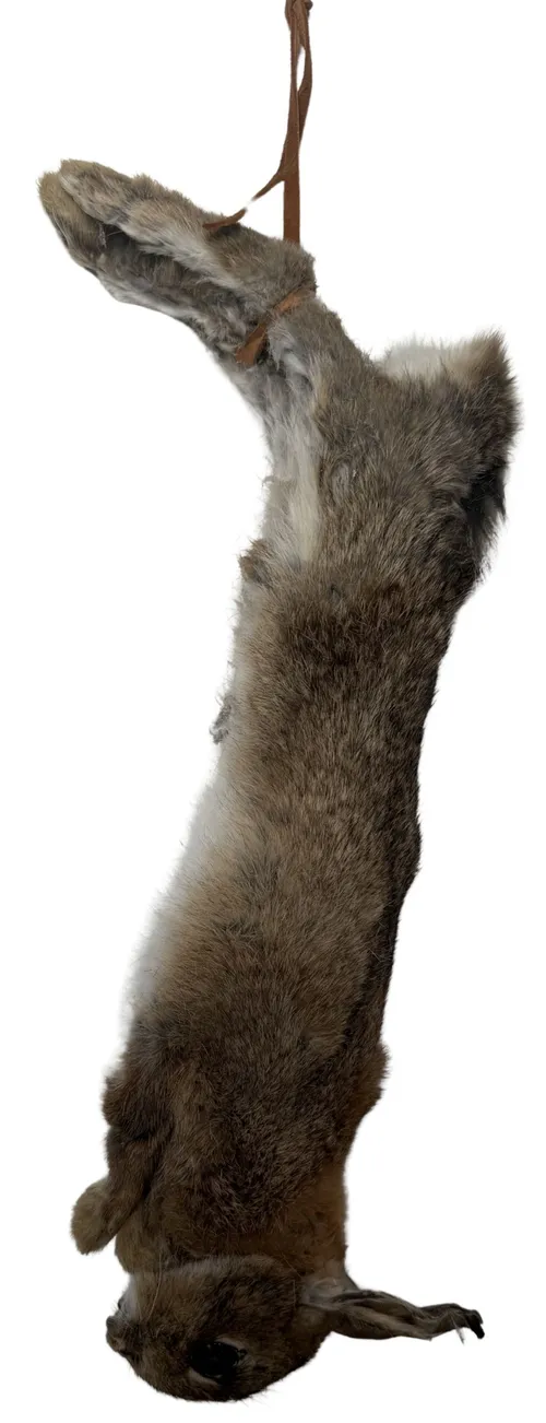 Taxidermy Hanging Dead Rabbit - D