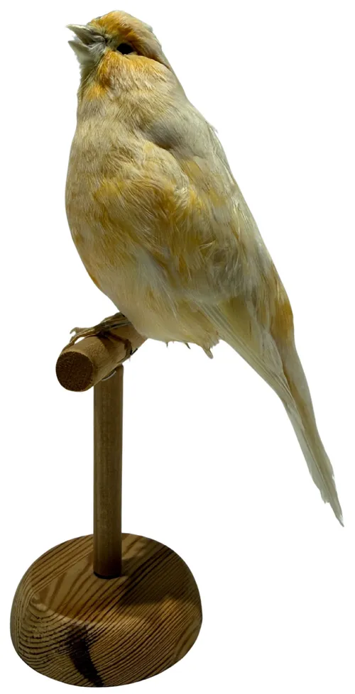 Taxidermy White & Yellow Canary Bird On Wood Stand