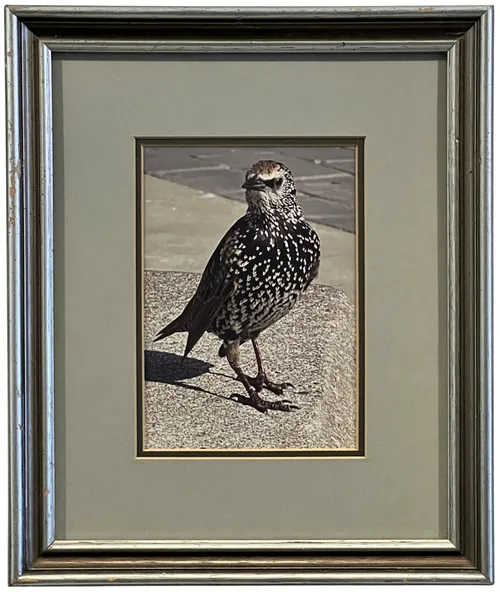 Street Starling II In Silver Frame
