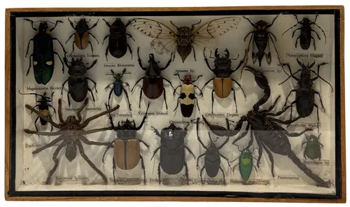 Black Shadowbox Containing Various Natural Insects & Scorpion