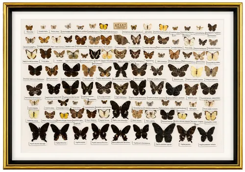 Natural Butterfly & Moth Species Collection In Gold Shadowbox Frame