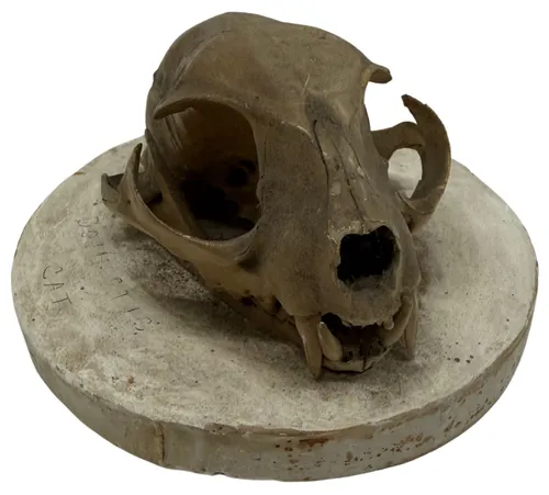 Natural Domestic Cat Skull On Plaster Base
