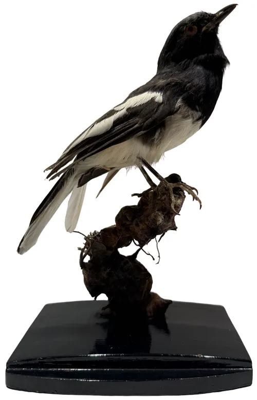 Taxidermy Oriental Magpie Robin On Wood Stump & Black Base
