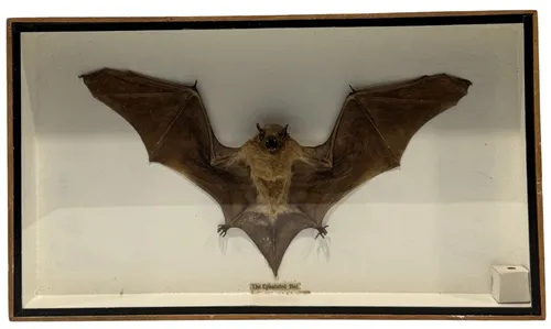 Natural Preserved Epauletted Fruit Bat In Wood Shadowbox