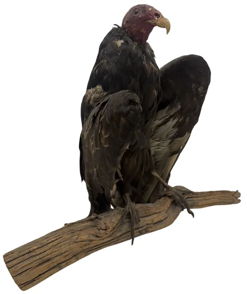 Taxidermy Turkey Vulture On Branch