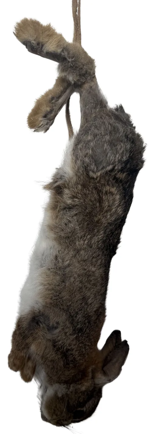 Taxidermy Hanging Dead Rabbit - B
