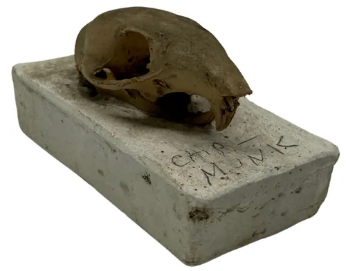 Natural Chipmunk Skull On Plaster Base