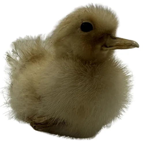 Taxidermy Baby Chick