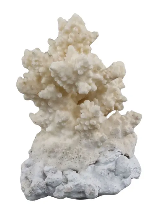 White & Ivory Natural Sea Coral