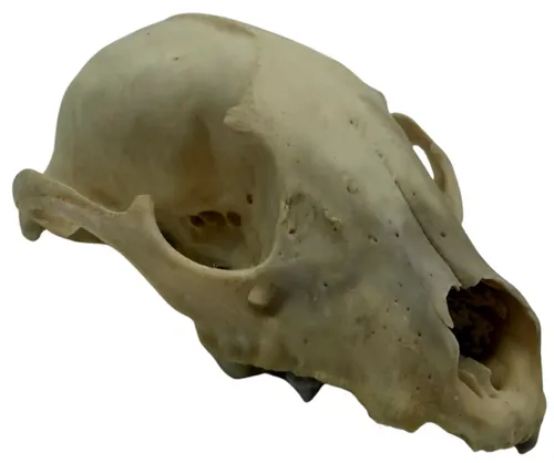 Natural Raccoon Skull