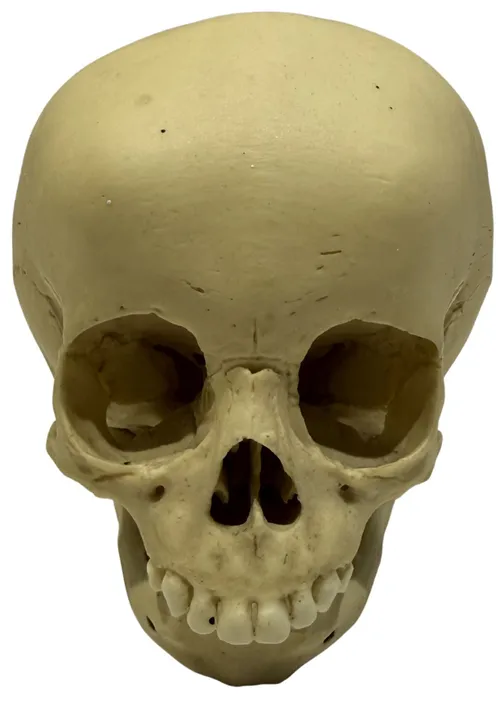 Human Child Skull Model