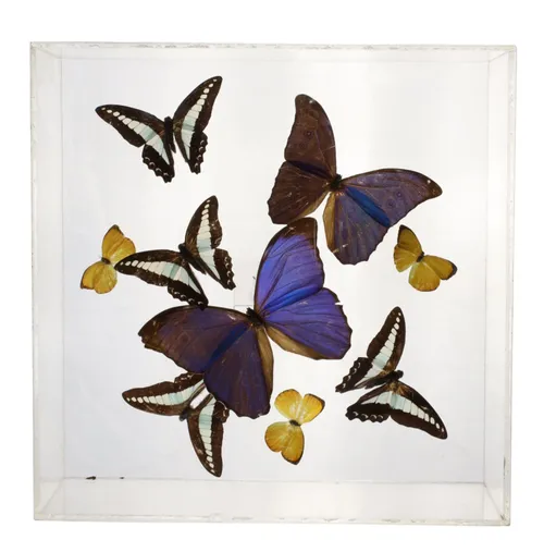 Natural Assorted Butterflies In Acrylic Shadowbox