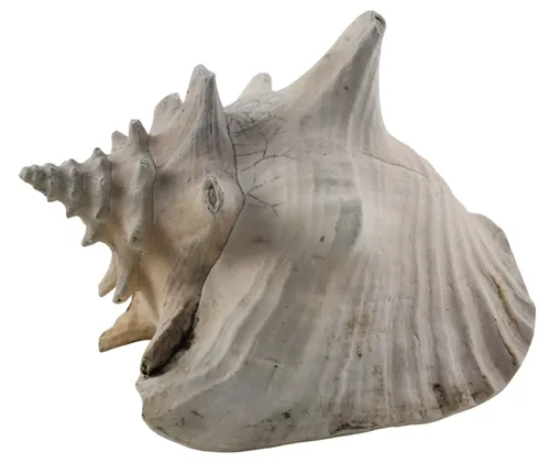 Natural Conch Sea Shell