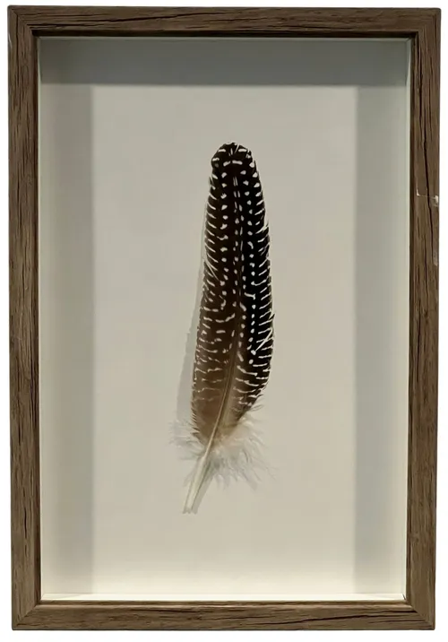 Single Feather In Wood Shadowbox Frame