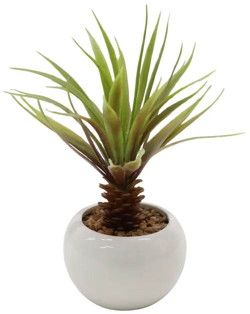Artificial agave Succulent With White Pot