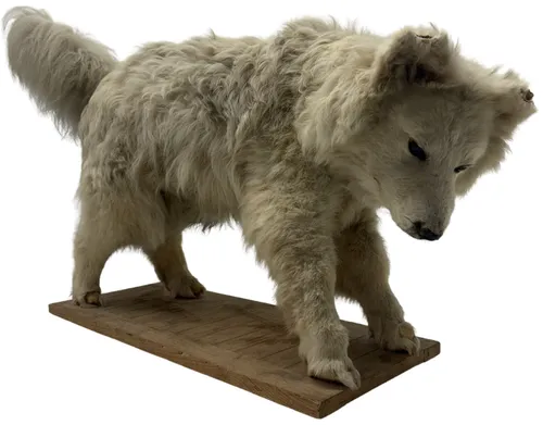 Taxidermy Large White Dog 