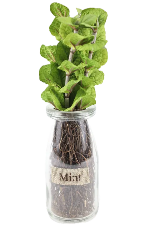 Artificial Mint In Clear Jar