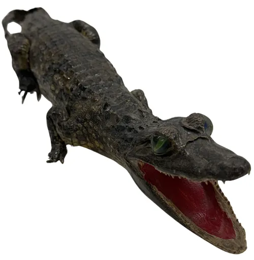 Taxidermy Crocodile