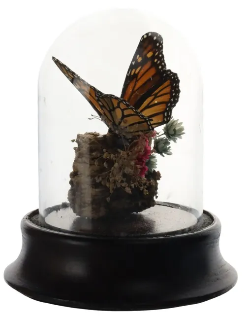 Monarch Butterfly In Glass Dome With Walnut Wood Base
