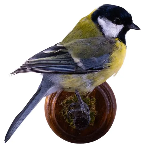 Taxidermy Great Tit Bird On Wood Wall Mount Base