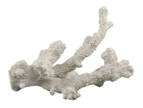 Isolated White Coral Branch